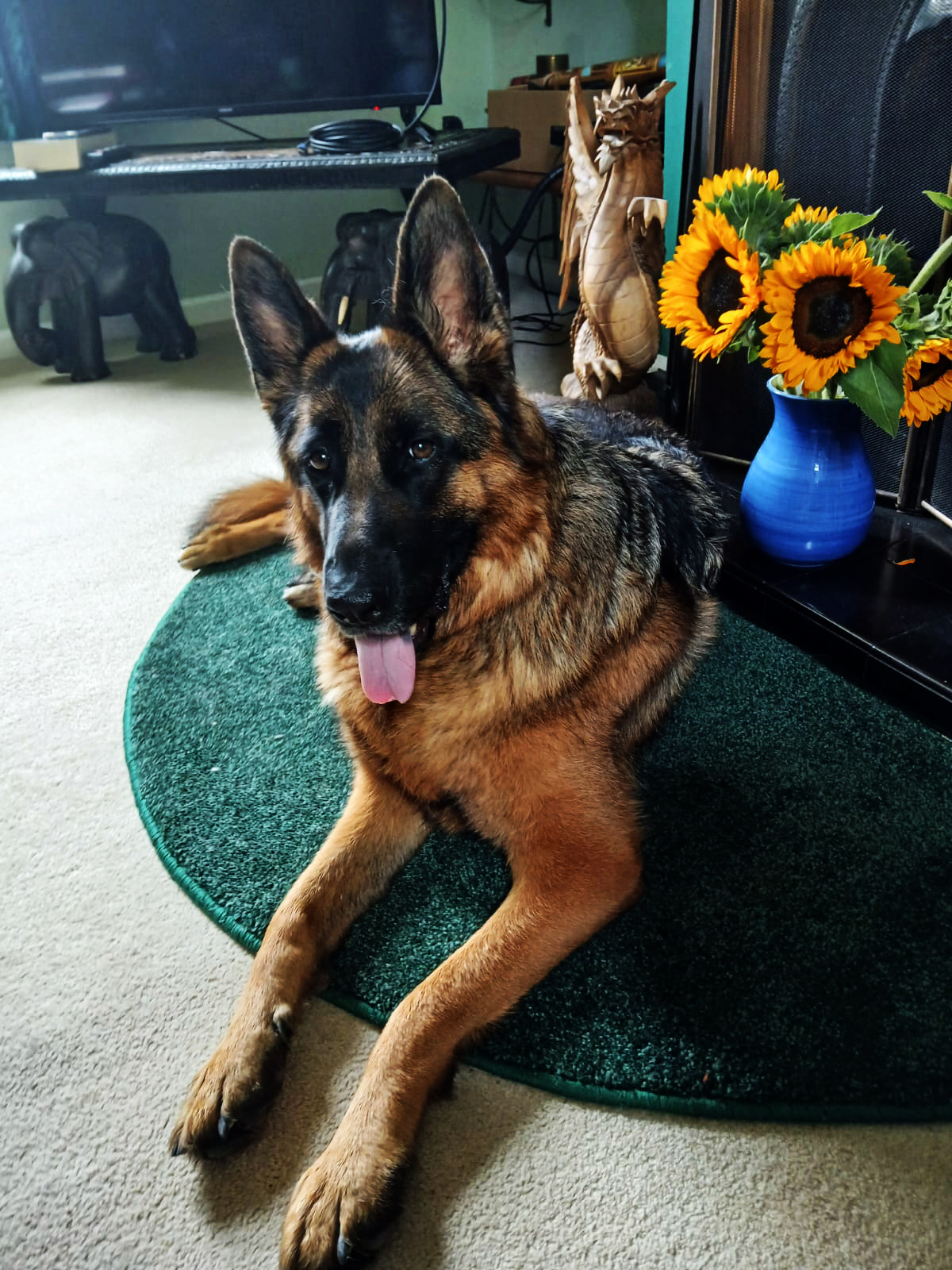 Annaliese's Dog Elsa